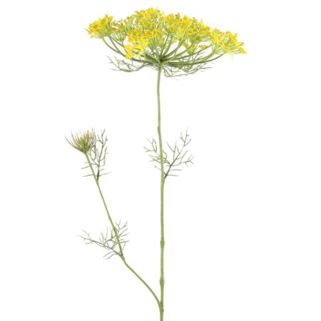 Heracleum sphondylium