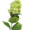 Hydrangea Microphila creme 85cm