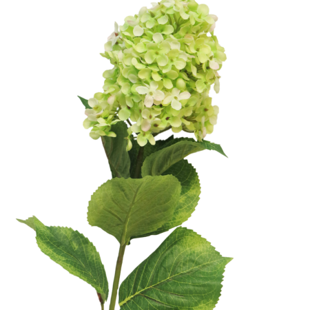 Hydrangea Microphila creme 85cm