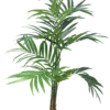 Kentia palm Alton w/pot 180cm