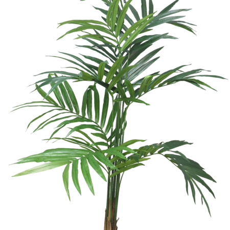 Kentia palm Alton w/pot 180cm