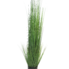 King festuca green in pot 150cm