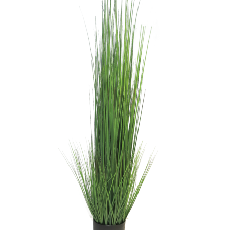 King festuca green in pot 150cm