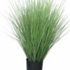 King festuca green in pot 76cm