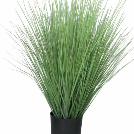 King festuca green in pot 76cm