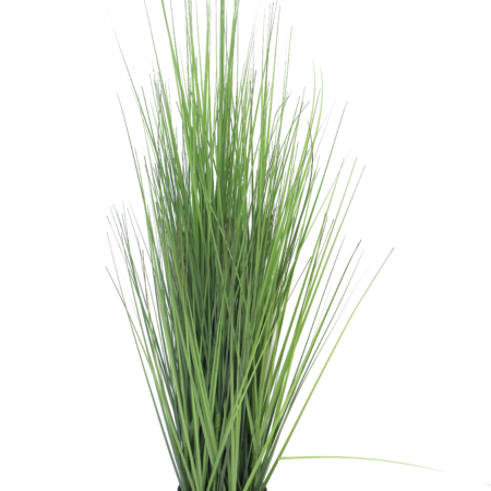 King festuca green in pot 86cm