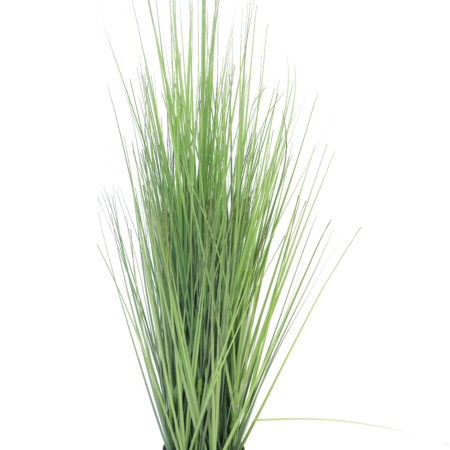 King festuca greenw/pot 115cm
