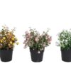Kunst plant Berries geel/roze/wit a3 zijde 22x9x9cm
