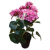 Kunstplant Pelargonium roze 42cm | Mansion Atmosphere