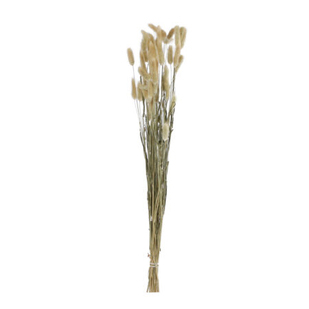 Lagurus cv nat.mat 80cm