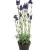 Lavender plant w/pot purple 65cm