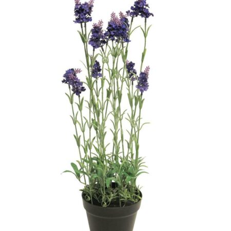 Lavender plant w/pot purple 65cm
