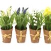 Lentebloemen Linch gemixte