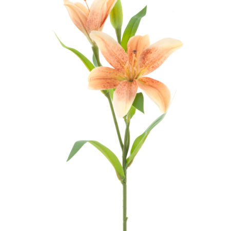 Lilium spray Jakarta peach 53cm