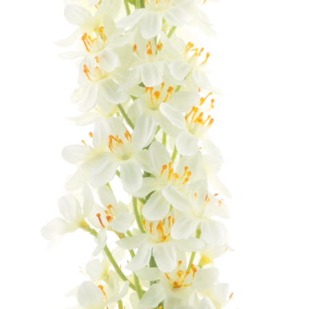 Lupinus spray cream 109cm