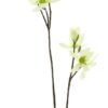 Magnolia spray cassablanca creme 102cm
