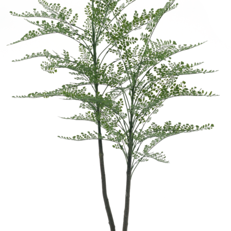 Maidenhair fern Cuba in pot green 140cm