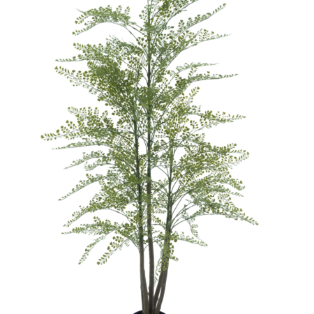 Maidenhair fern Cuba in pot green 180cm