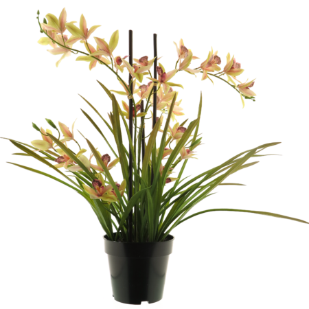 Meadow orchid plant w/pot pink 71cm