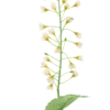 Mini flower Spraycream 70cm