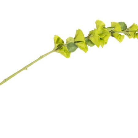 Molcucella spray 105cm