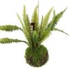 Monilophyta. groen