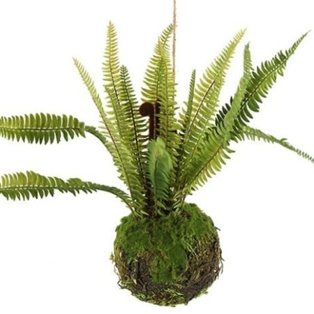Monilophyta. groen