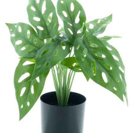 Monstera plant in pot green 30cm