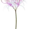 Nerine spray lavender 90cm