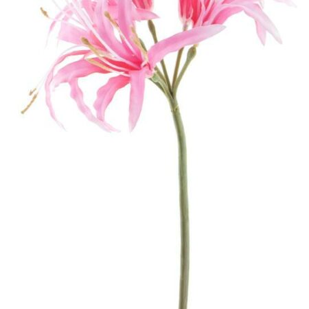 Nerine spray pink 90cm
