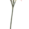 Nerine spray pink 91cm