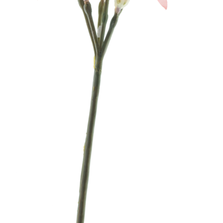 Nerine spray pink 91cm
