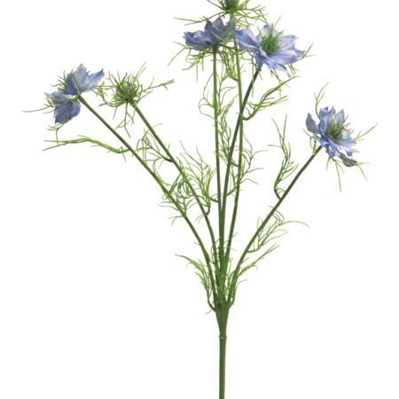 Nigella damascena blauw 66cm