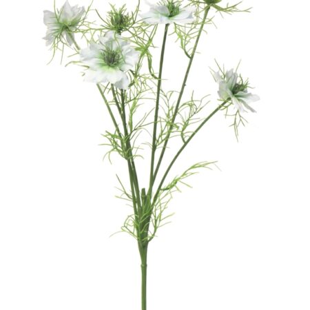 Nigella damascena creme 66cm