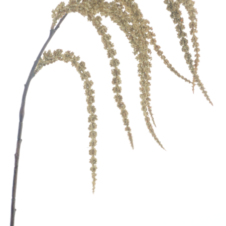 Amaranthus spray cream 102cm