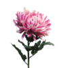 Chrysanthemum Iba mauve 63cm