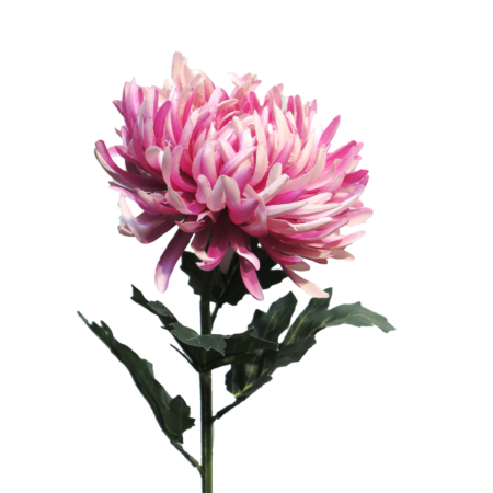 Chrysanthemum Iba mauve 63cm