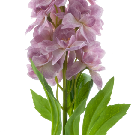 Delphinium spray Roland pink 87cm