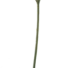 Nerine spray red 91cm