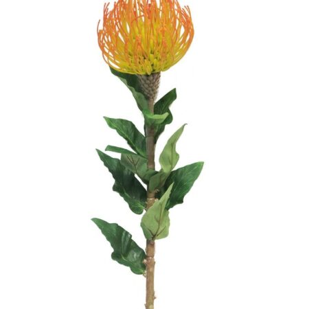 Nutans Segal oranje 74cm