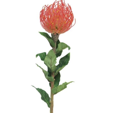Nutans Segal rood 74cm