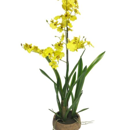 Oncidium Malibu in pot yellow 90cm