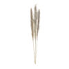 Pampas cv pc3 nat.mat115 cm