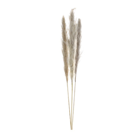 Pampas cv pc3 nat.mat115 cm