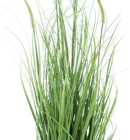 Pennisetum grass in pot green 100cm