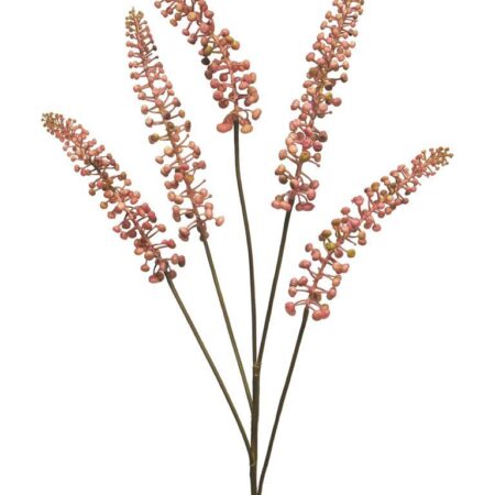 Phytolacca roze 93cm