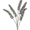 Phytolacca zwart 93cm