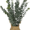 Plant eucalyptus in mand 13x10