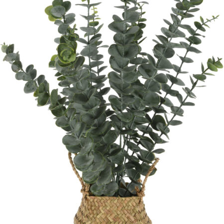 Plant eucalyptus in mand 13x10