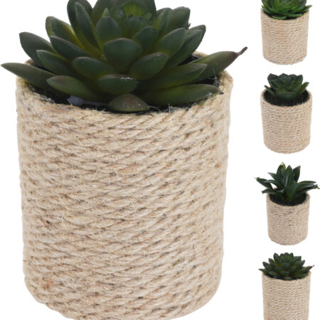 Plant in pot 8x8x14cm 4 ass.